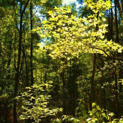 金沙直播app下载